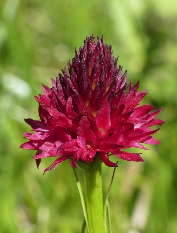 Nigritella cenisia e Nigritella rhellicani – Savoia francese   luglio 2023.